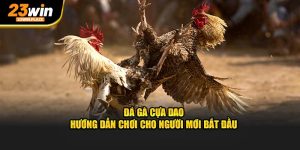 Đá gà cựa dao hướng dẫn chơi cho người mới bắt đầu