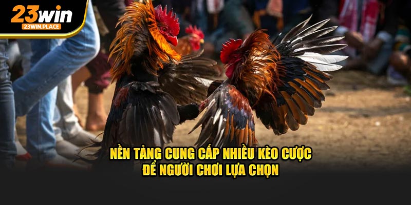 Nền tảng cung cấp nhiều kèo cược để người chơi lựa chọn